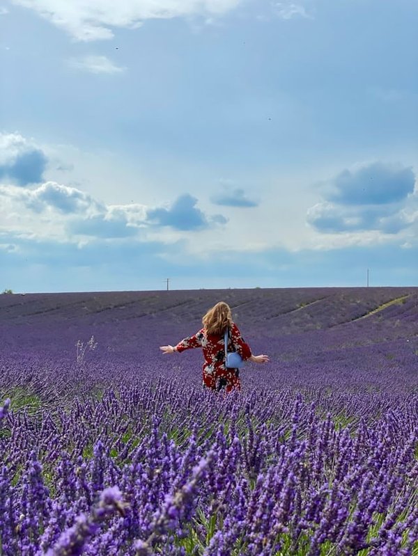 Comment organiser une visite des plantations de lavande en Provence?