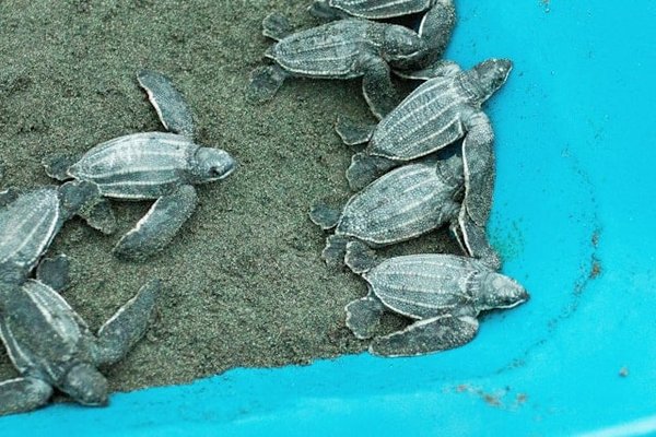 Où faire de la plongée avec les tortues à Hawaï en toute sécurité?